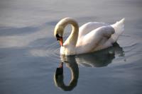 White Swan�